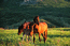 404. 16.05.2005. Закат. Лошади на фоне горы Святой на плато .jpg