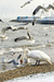 412. 22.01.2006. День. Птицы на пляже набережной Феодосии зи.jpg